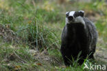 Badger (Meles meles)