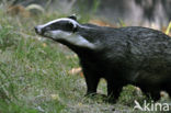 Badger (Meles meles)