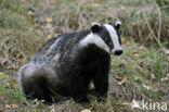 Badger (Meles meles)