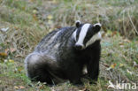 Badger (Meles meles)