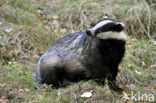 Badger (Meles meles)