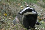 Badger (Meles meles)