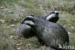 Badger (Meles meles)