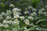 Daslook (Allium ursinum)