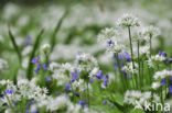 Ramsons (Allium ursinum)