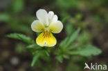 Wild Pansy (Viola tricolor)