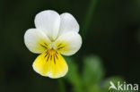 Wild Pansy (Viola tricolor)