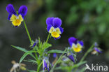 Wild Pansy (Viola tricolor)