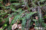 Dubbelloof (Blechnum spicant) 