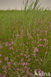 Echte koekoeksbloem (Lychnis flos-cuculi)