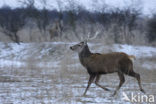 Red Deer (Cervus elaphus)