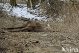 Red Deer (Cervus elaphus)
