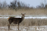 Red Deer (Cervus elaphus)