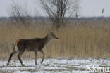 Red Deer (Cervus elaphus)