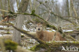 Red Deer (Cervus elaphus)