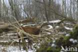 Red Deer (Cervus elaphus)