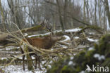 Red Deer (Cervus elaphus)