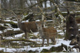 Red Deer (Cervus elaphus)