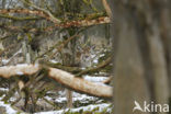 Red Deer (Cervus elaphus)