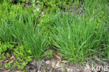 Eenarig wollegras (Eriophorum vaginatum) 