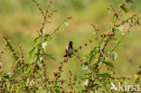 Ekstertje (Lonchura cucullata)