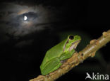 Europese boomkikker (Hyla arborea) 