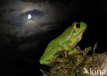 Europese boomkikker (Hyla arborea) 