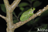 Europese boomkikker (Hyla arborea) 