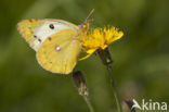 Pale Clouded Yellow (Colias hyale)