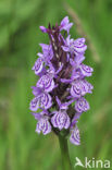 Gevlekte orchis (Dactylorhiza maculata) 