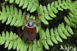 common cockchafer (Melolontha melolontha)