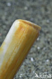 Grooved Razor (Solen marginatus)