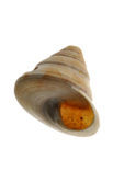 Common Top-shell (Calliostoma zizyphinum)