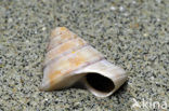 Gewone Priktolhoren (Calliostoma zizyphinum)