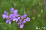 Gewone reigersbek (Erodium cicutarium)