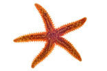 Common starfish (Asterias rubens)