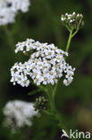 Gewoon duizendblad (Achillea millefolium)