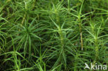 haircap moss (Polytrichum commune)