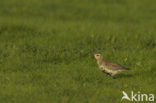 Goudplevier (Pluvialis apricaria) 