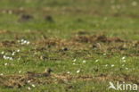 Golden Plover (Pluvialis apricaria)