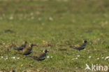 Golden Plover (Pluvialis apricaria)