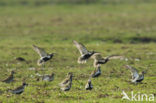 Goudplevier (Pluvialis apricaria) 