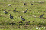 Goudplevier (Pluvialis apricaria) 