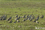 Golden Plover (Pluvialis apricaria)