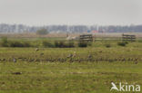 Golden Plover (Pluvialis apricaria)