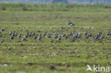 Golden Plover (Pluvialis apricaria)