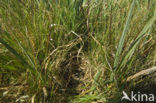 Meadow Pipit (Anthus pratensis)