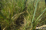 Meadow Pipit (Anthus pratensis)