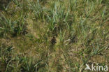 Meadow Pipit (Anthus pratensis)