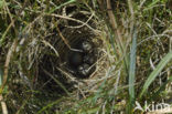 Meadow Pipit (Anthus pratensis)